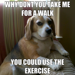 judgmental dog
