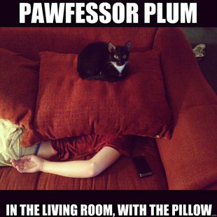 jealous cat