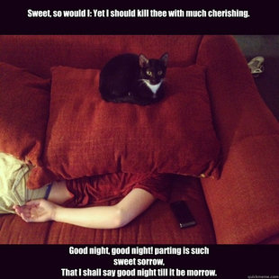 jealous cat