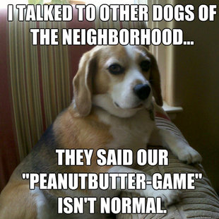 judgmental dog