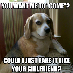 judgmental dog