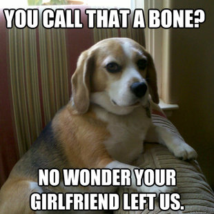 judgmental dog