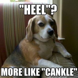 judgmental dog