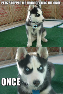 Insanity puppy