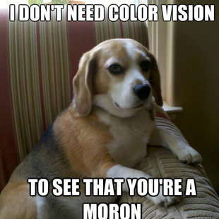 judgmental dog