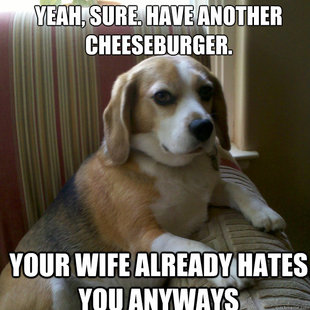 judgmental dog
