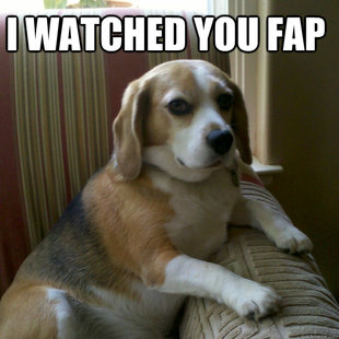judgmental dog