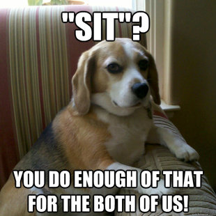 judgmental dog