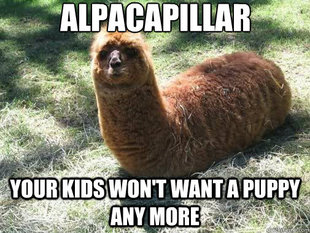 Alpacapillar