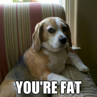 judgmental dog