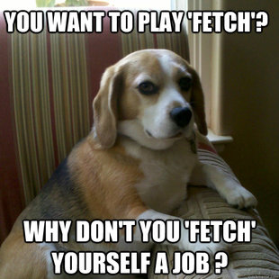 judgmental dog