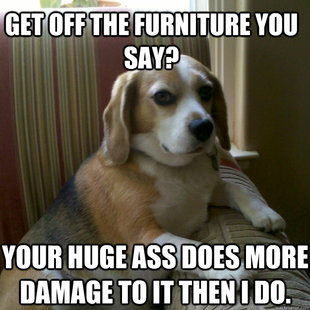 judgmental dog