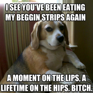 judgmental dog