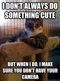 The Most Interesting Cat in the World