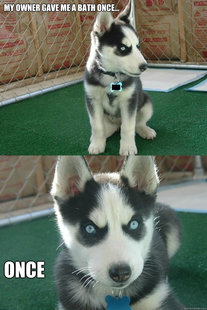 Insanity puppy