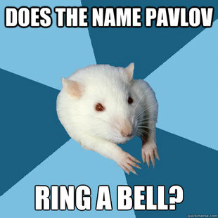 Psychology Major Rat