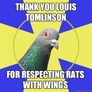 Religion Pigeon