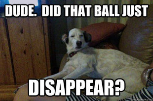 10 Dog