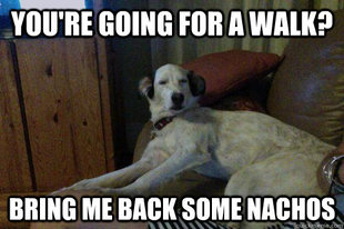 10 Dog