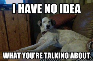 10 Dog