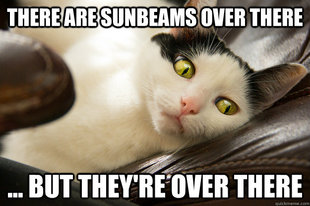 First World Cat Problems