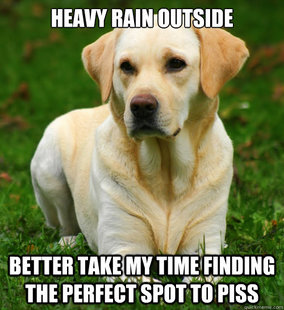 Dog Logic