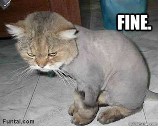 Angry cat