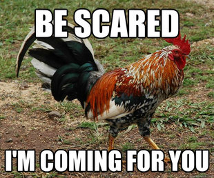 Red Team Rooster