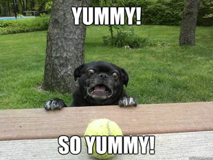 Berks Dog