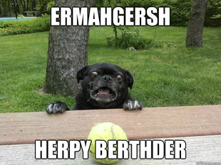 Berks Dog