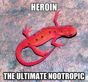 Nootropics Newt