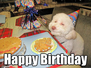 Stoned Birthday Dog