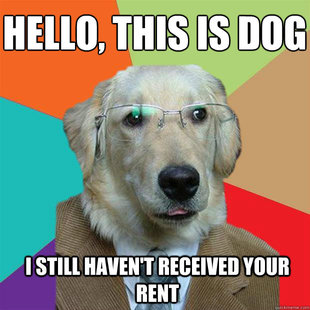 Business Dog