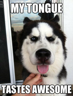 10 Dog