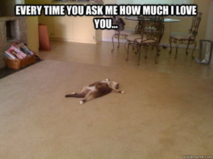 Down Cat
