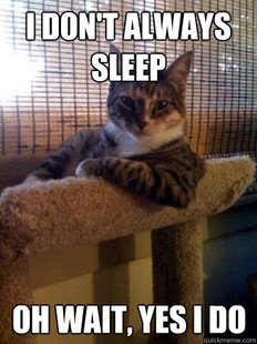 The Most Interesting Cat in the World
