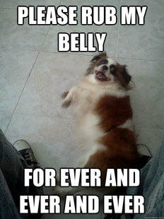 overly attached dog