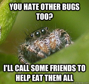 Misunderstood Spider