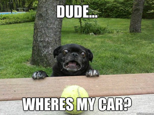 Berks Dog