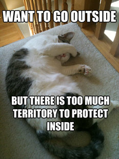 First World Cat Problems