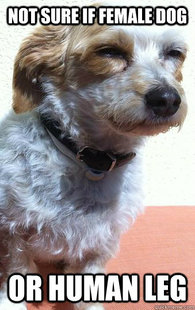 Confused Dog