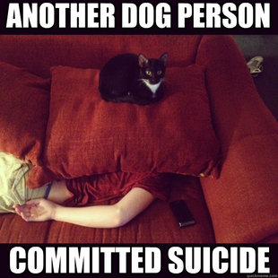 jealous cat