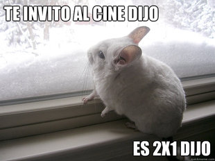 lonely chinchilla