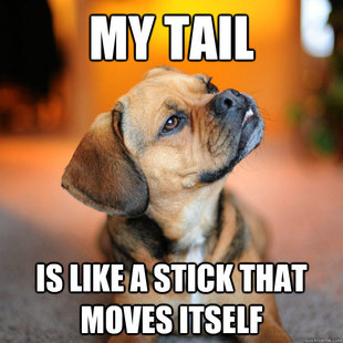 10 Dog