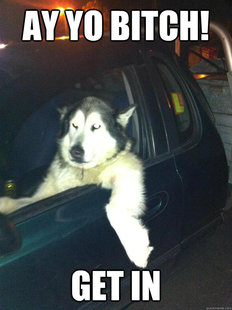 Mean Dog