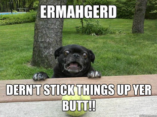 Berks Dog