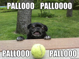 Berks Dog