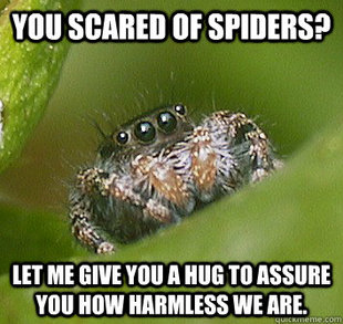 Misunderstood Spider