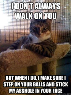 The Most Interesting Cat in the World