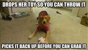 Scumbag Dog
